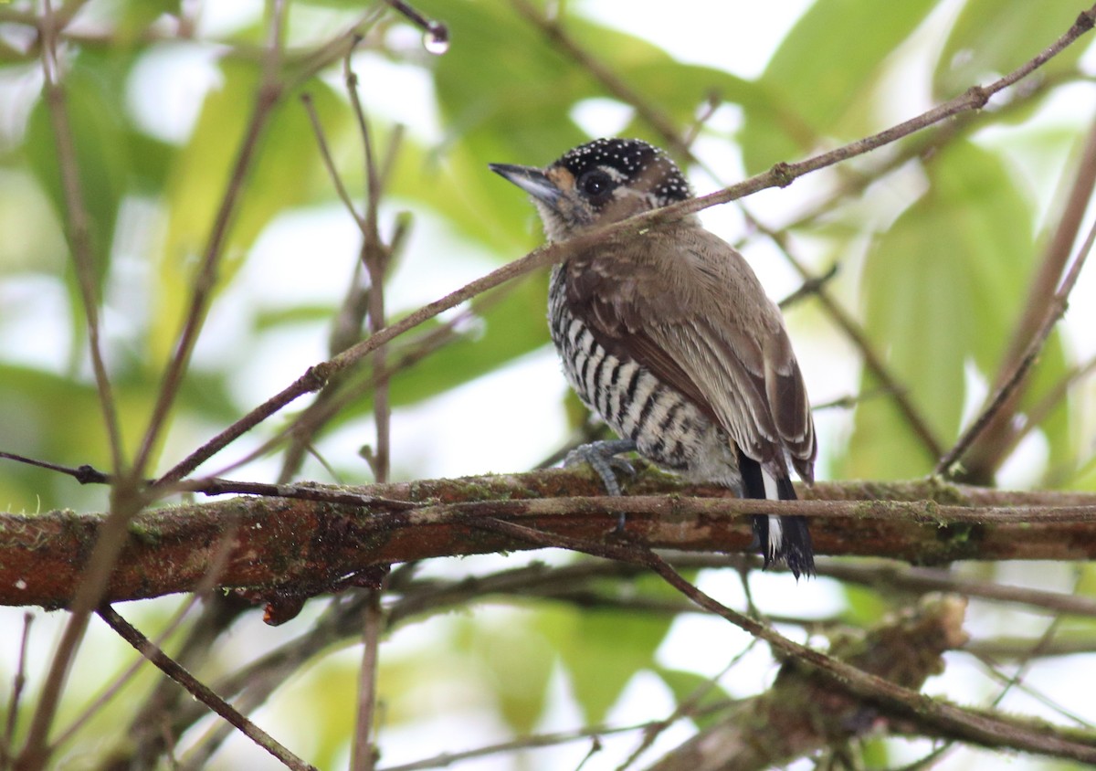 White-barred Piculet - ML87559381