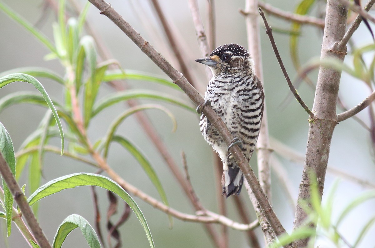 White-barred Piculet - ML87559391