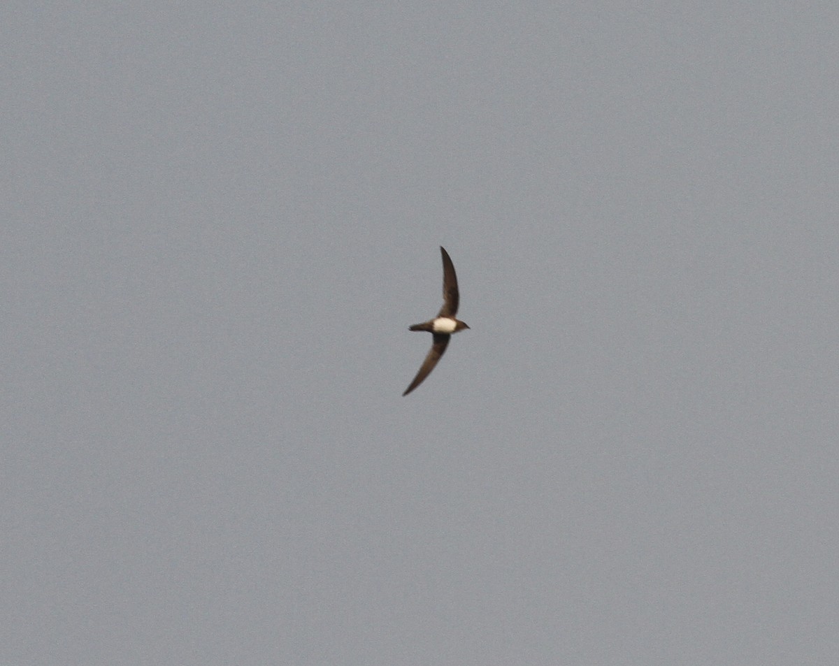 Alpine Swift - ML87561551