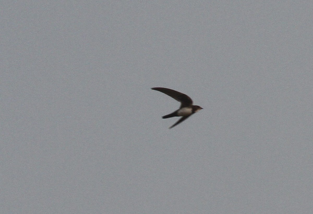 Alpine Swift - ML87561591