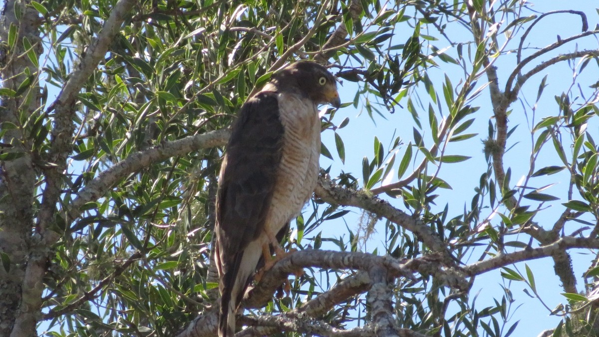 Roadside Hawk - ML87561691