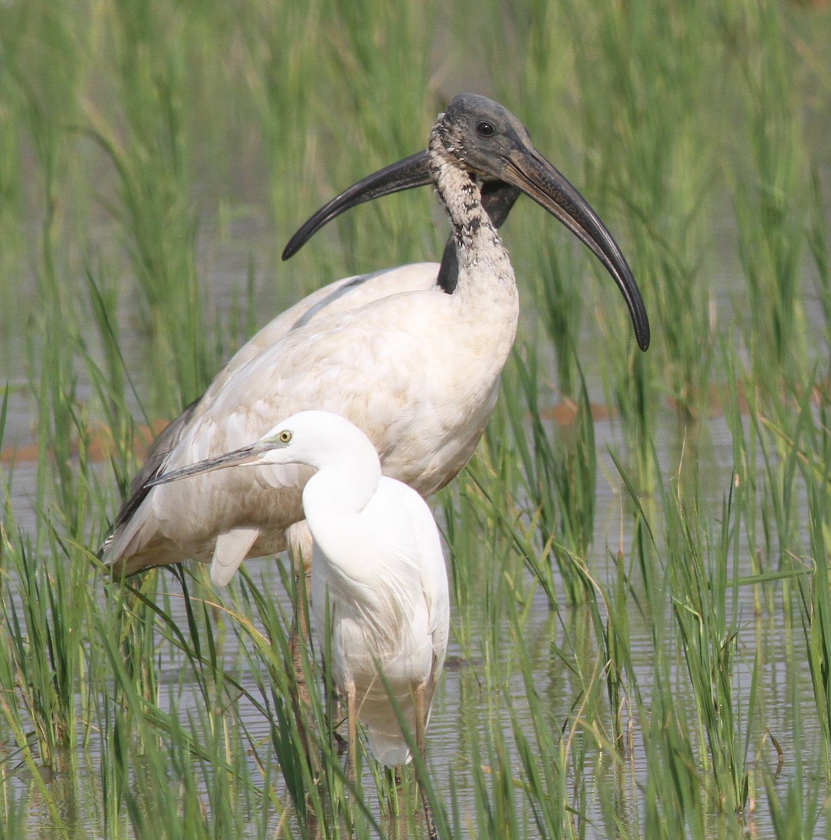 Black-headed Ibis - Manoj Karingamadathil
