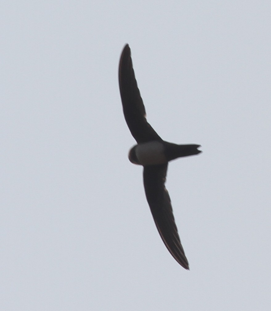 Alpine Swift - ML87563001