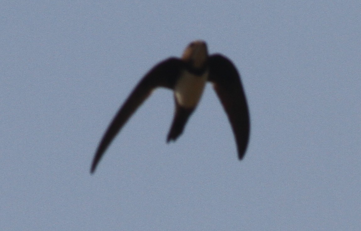 Alpine Swift - ML87563031