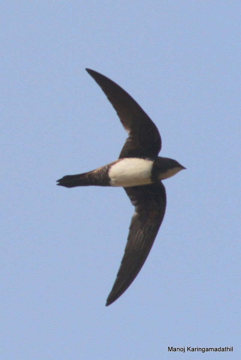 Alpine Swift - ML87563071