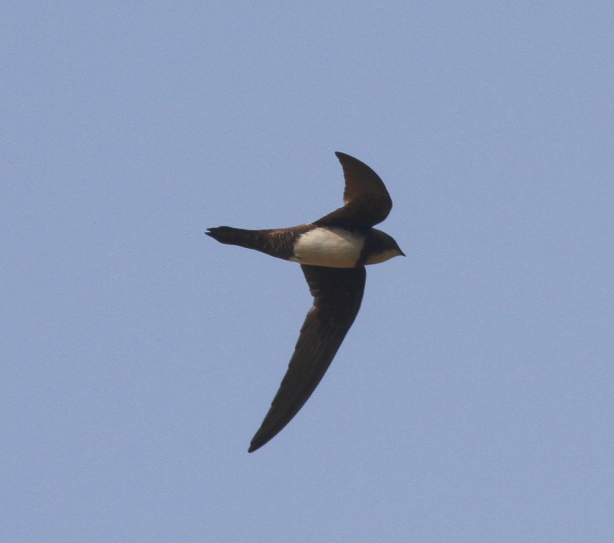 Alpine Swift - Manoj Karingamadathil