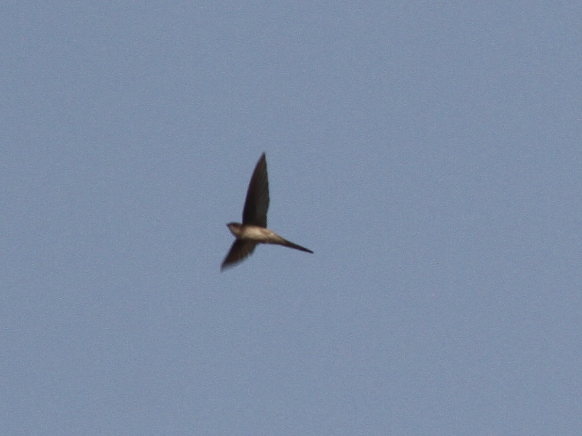 Alpine Swift - ML87563161