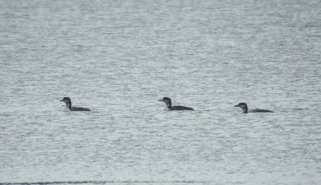 Common Loon - Cat Abbott