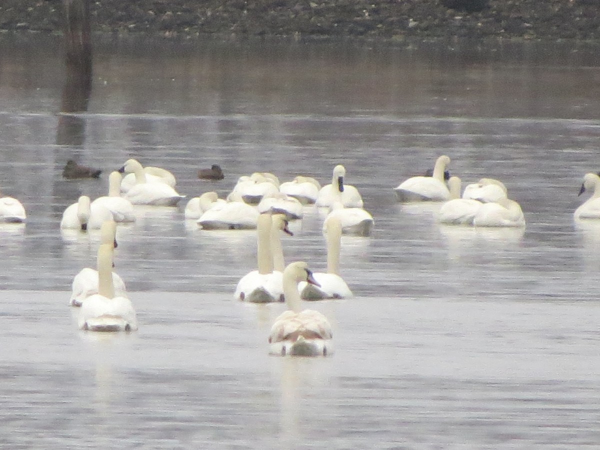 Tundra Swan - Carole Griffiths