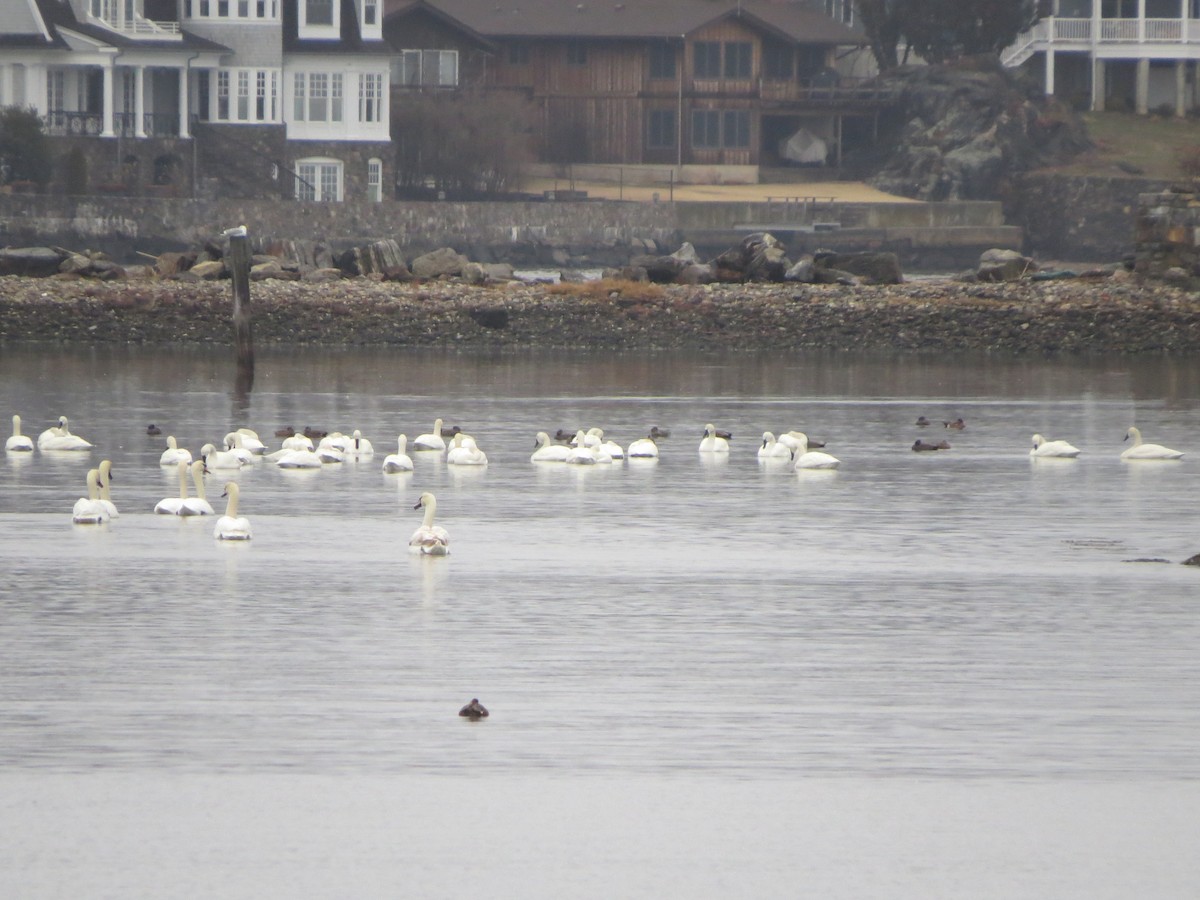 Tundra Swan - ML87564081