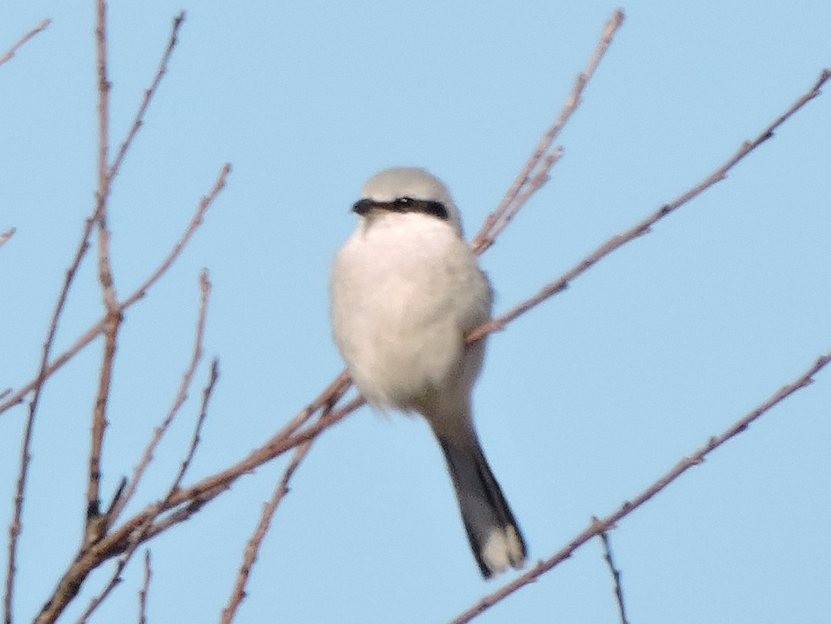 Northern Shrike - ML87564531