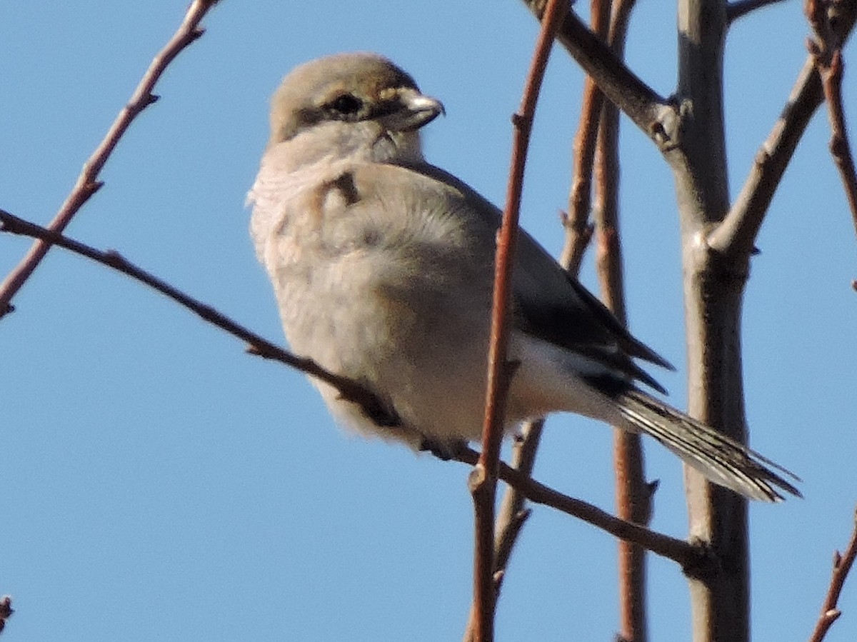 Northern Shrike - ML87564561