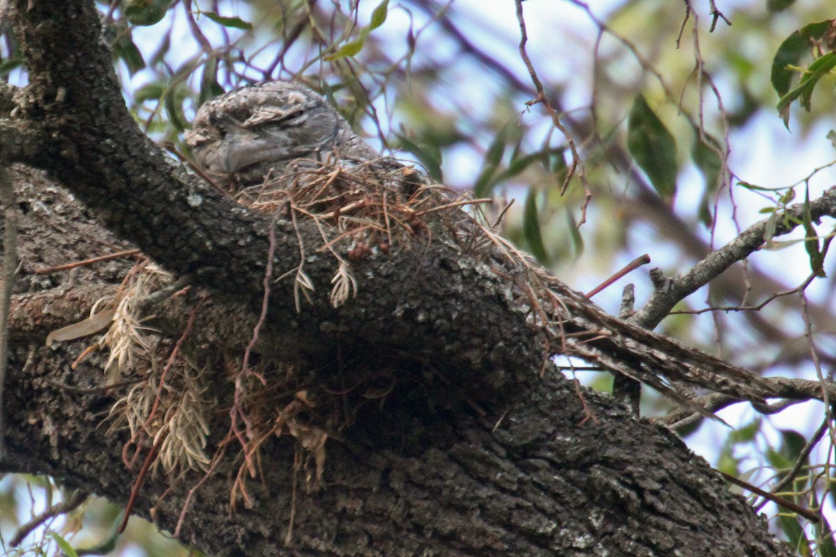 Tawny Frogmouth - ML87565411