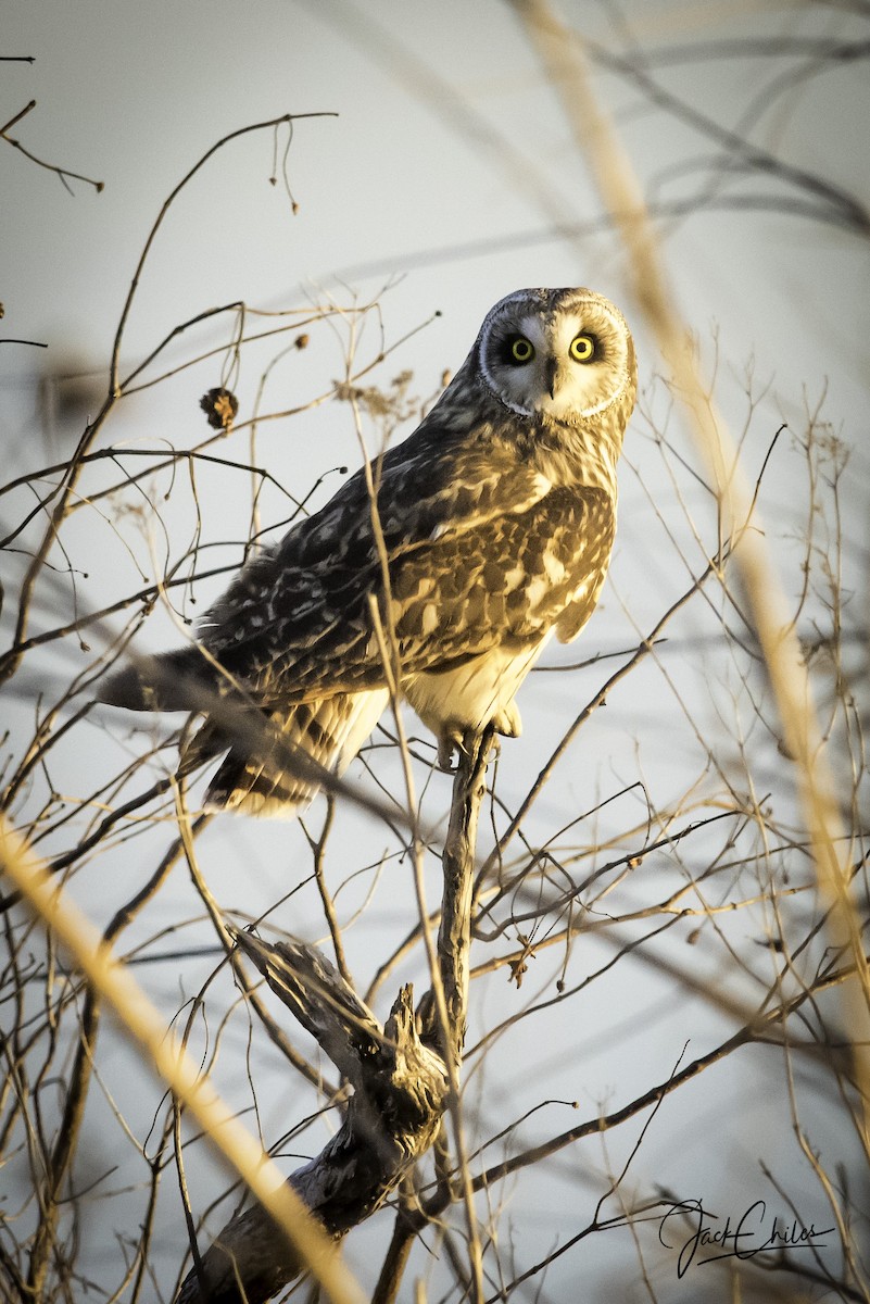 Short-eared Owl - ML87565861