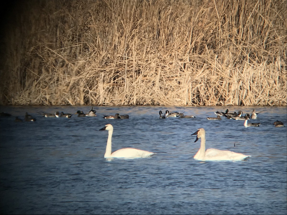 Trumpeter Swan - ML87566661