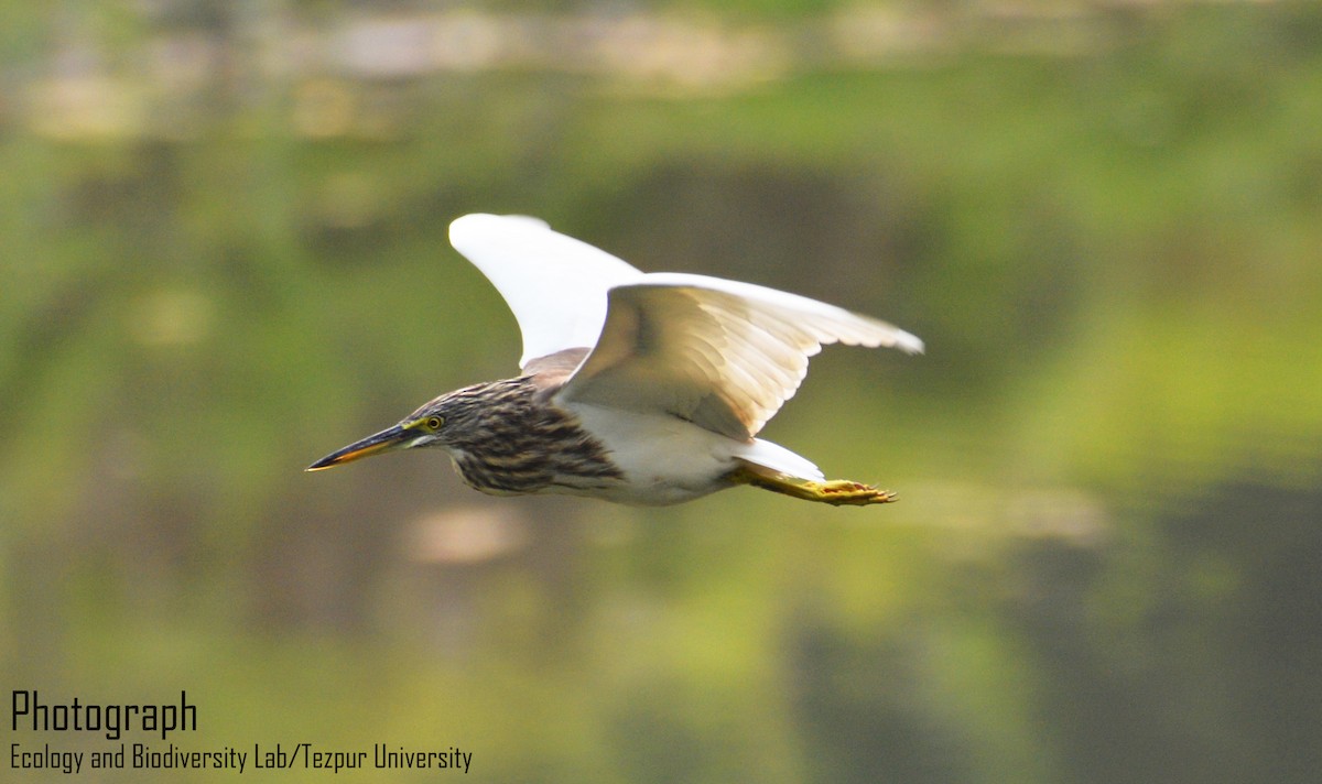 Indian Pond-Heron - ML87566751