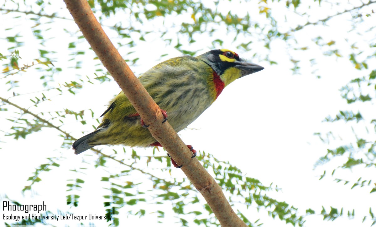 Al Göğüslü Barbet - ML87566891