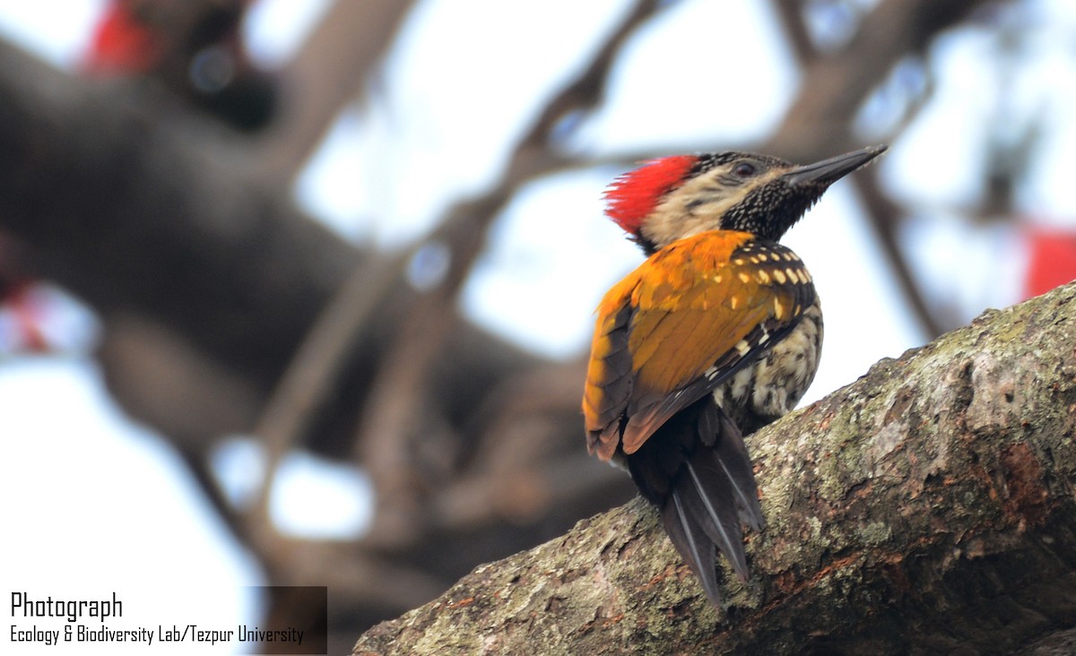 Black-rumped Flameback - Yogesh Kumar Prajapati