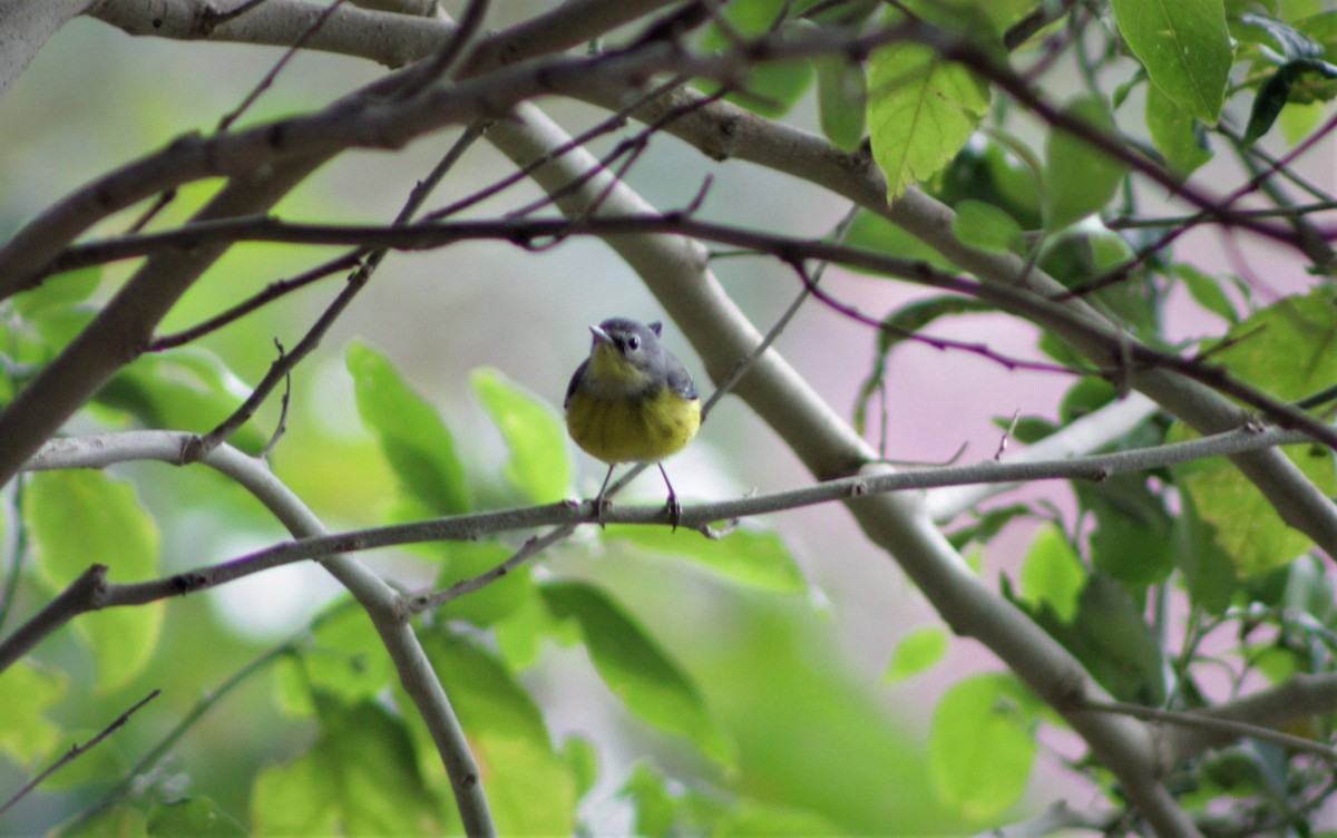 Magnolia Warbler - ML87567811