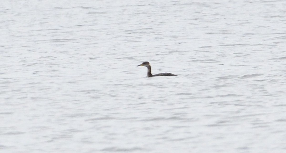 Red-necked Grebe - ML87569161