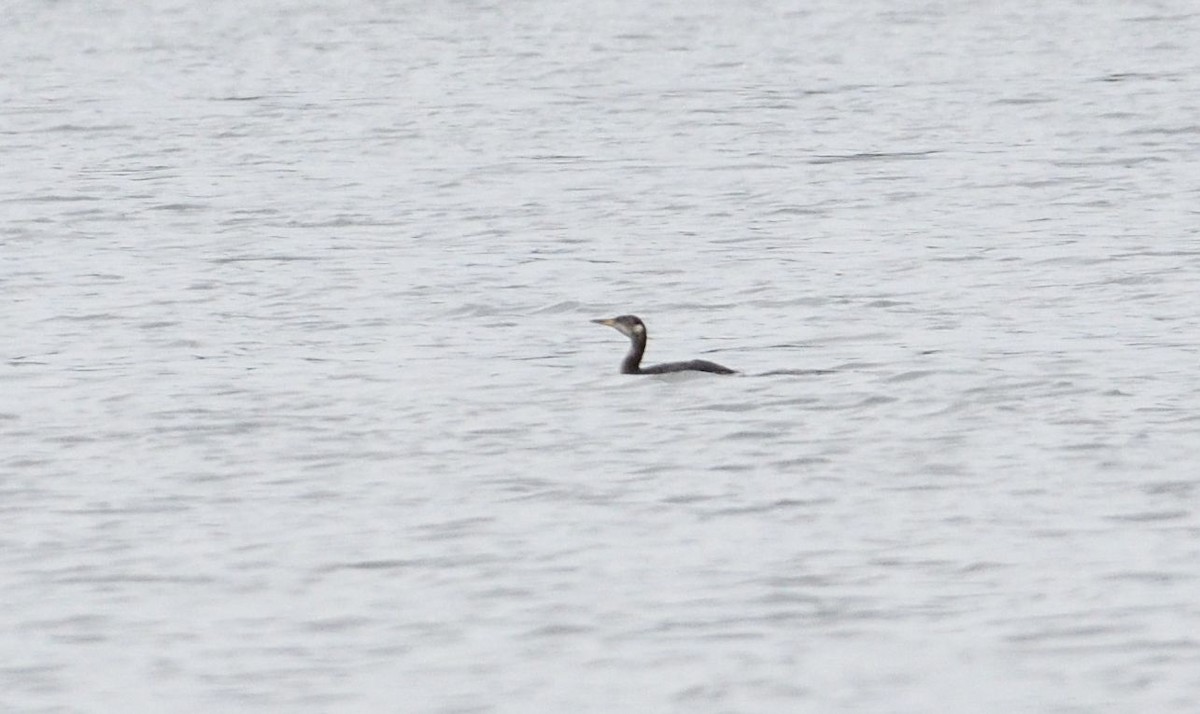 Red-necked Grebe - ML87569171