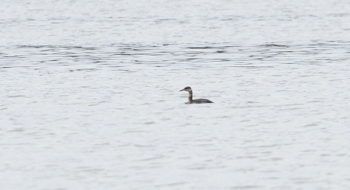 Red-necked Grebe - ML87569181