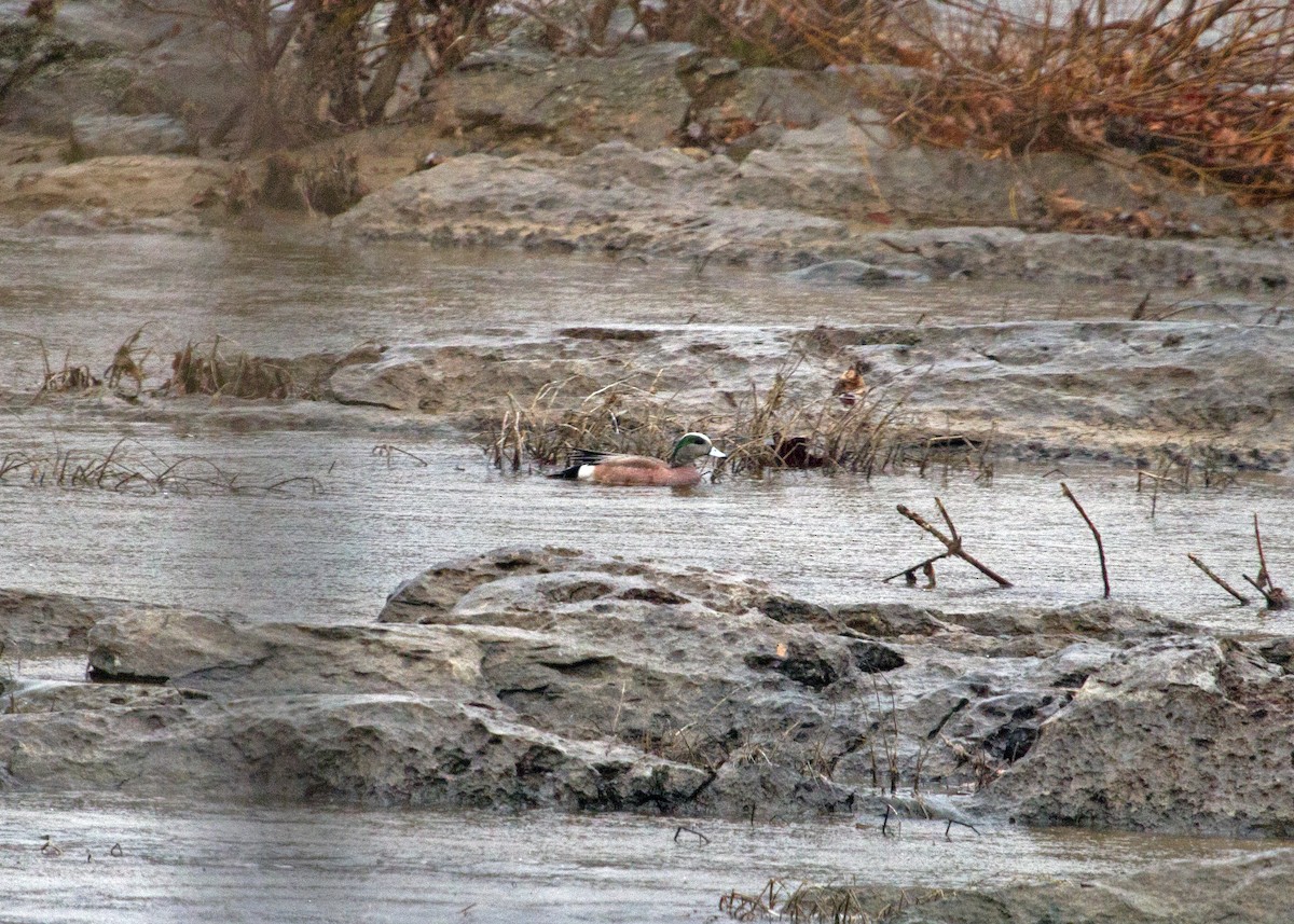 American Wigeon - ML87569481