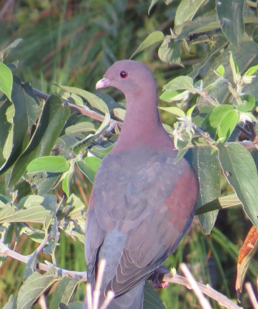 Red-billed Pigeon - ML87569861