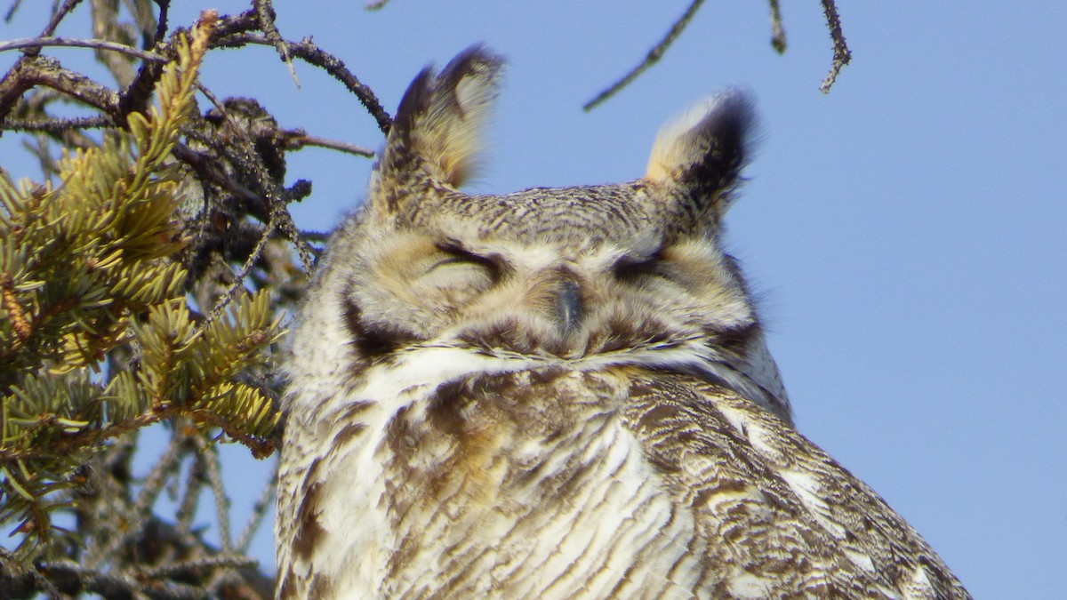 Great Horned Owl - ML87570041