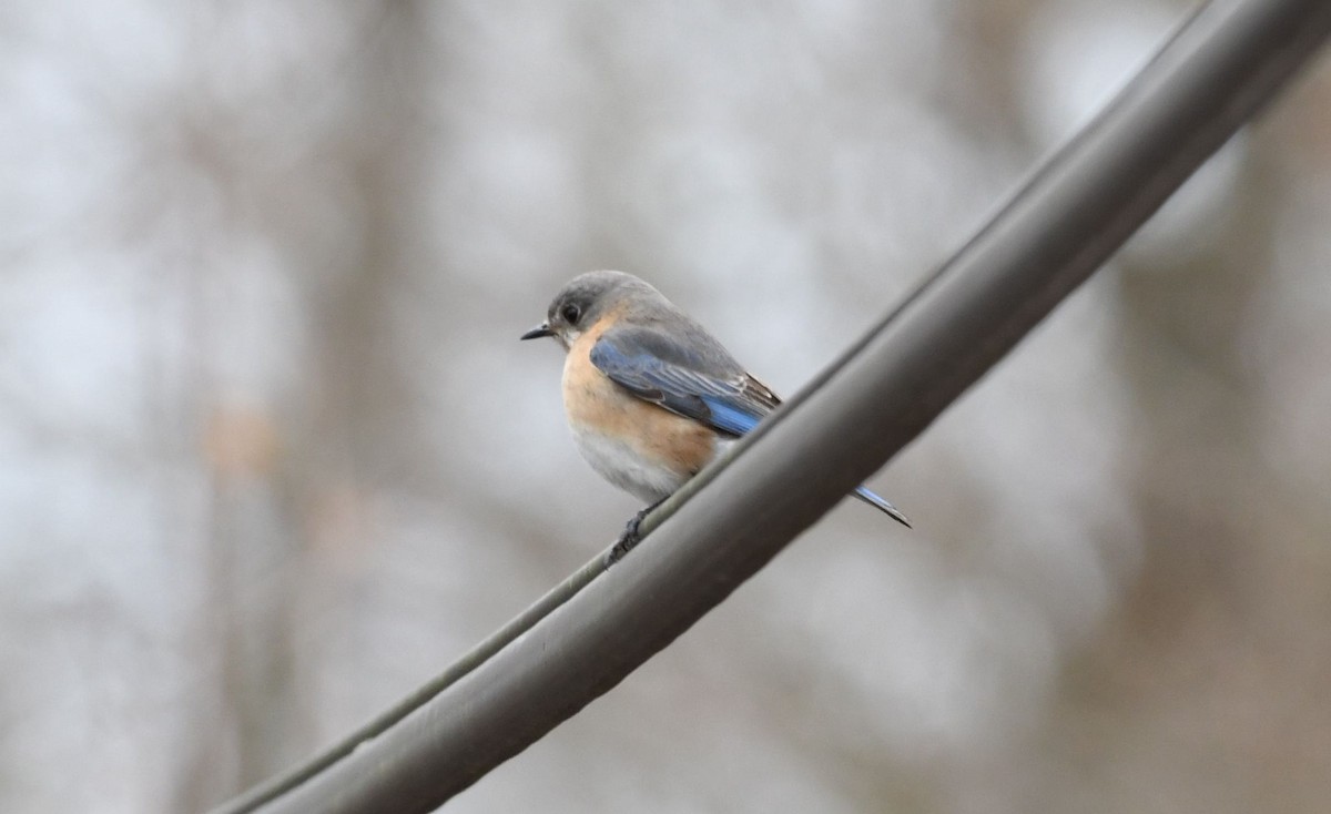 Eastern Bluebird - ML87570141