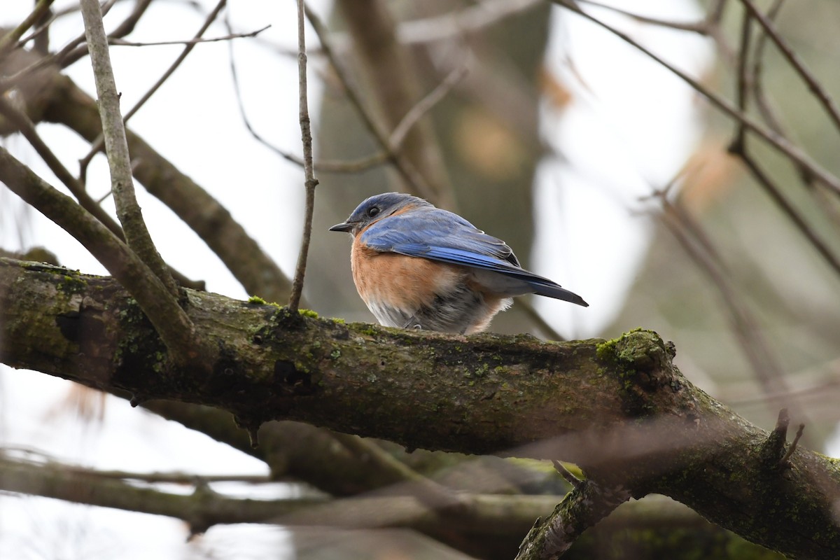 Eastern Bluebird - ML87570151