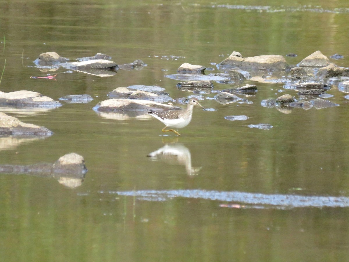 Solitary Sandpiper - ML87570211