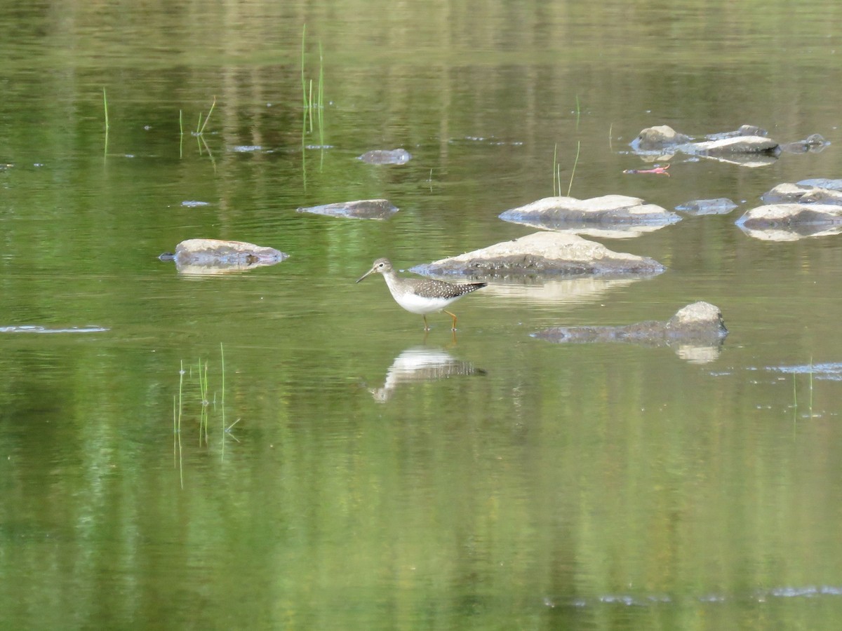 Solitary Sandpiper - ML87570221