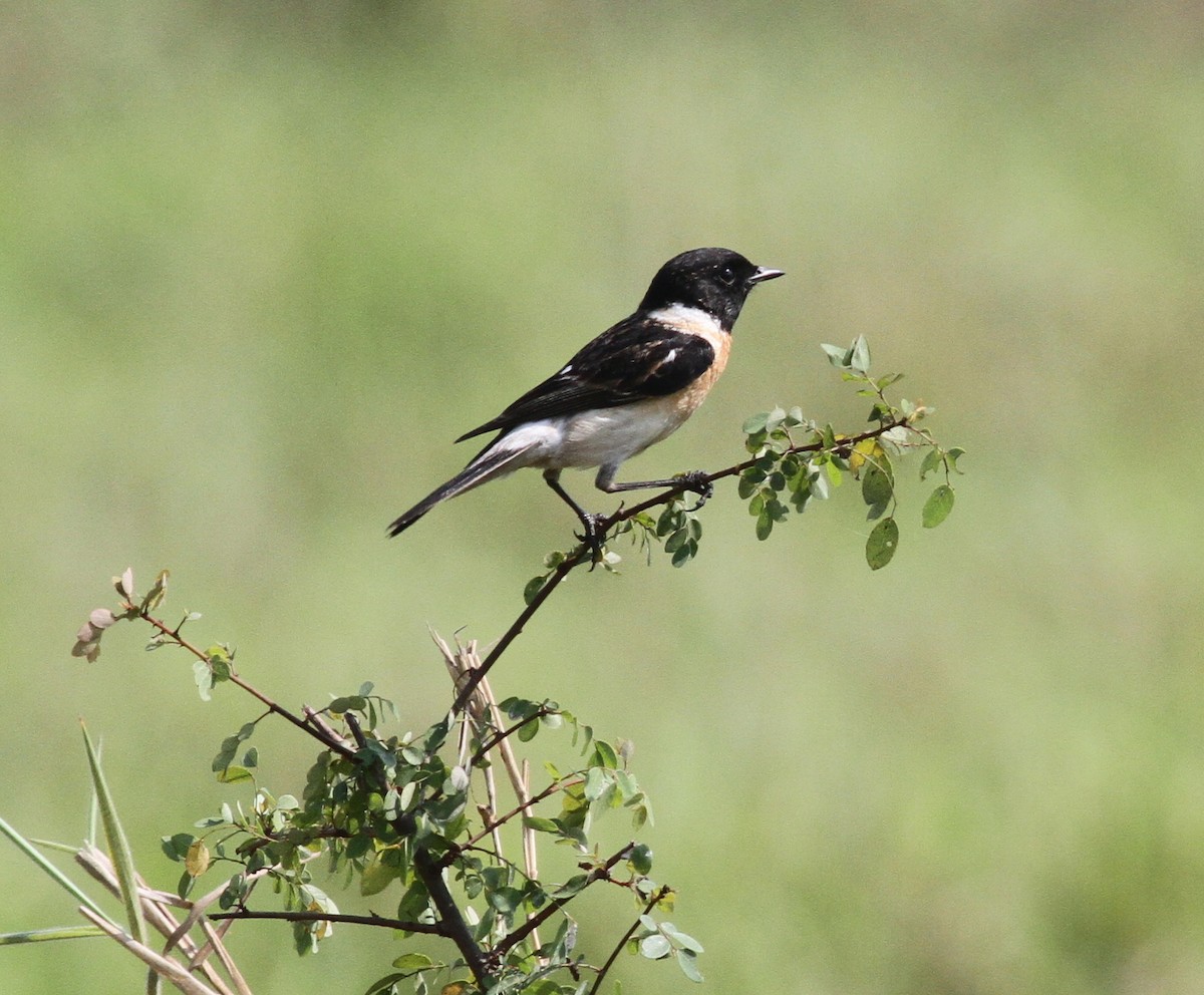 Siberian Stonechat - Manoj Karingamadathil