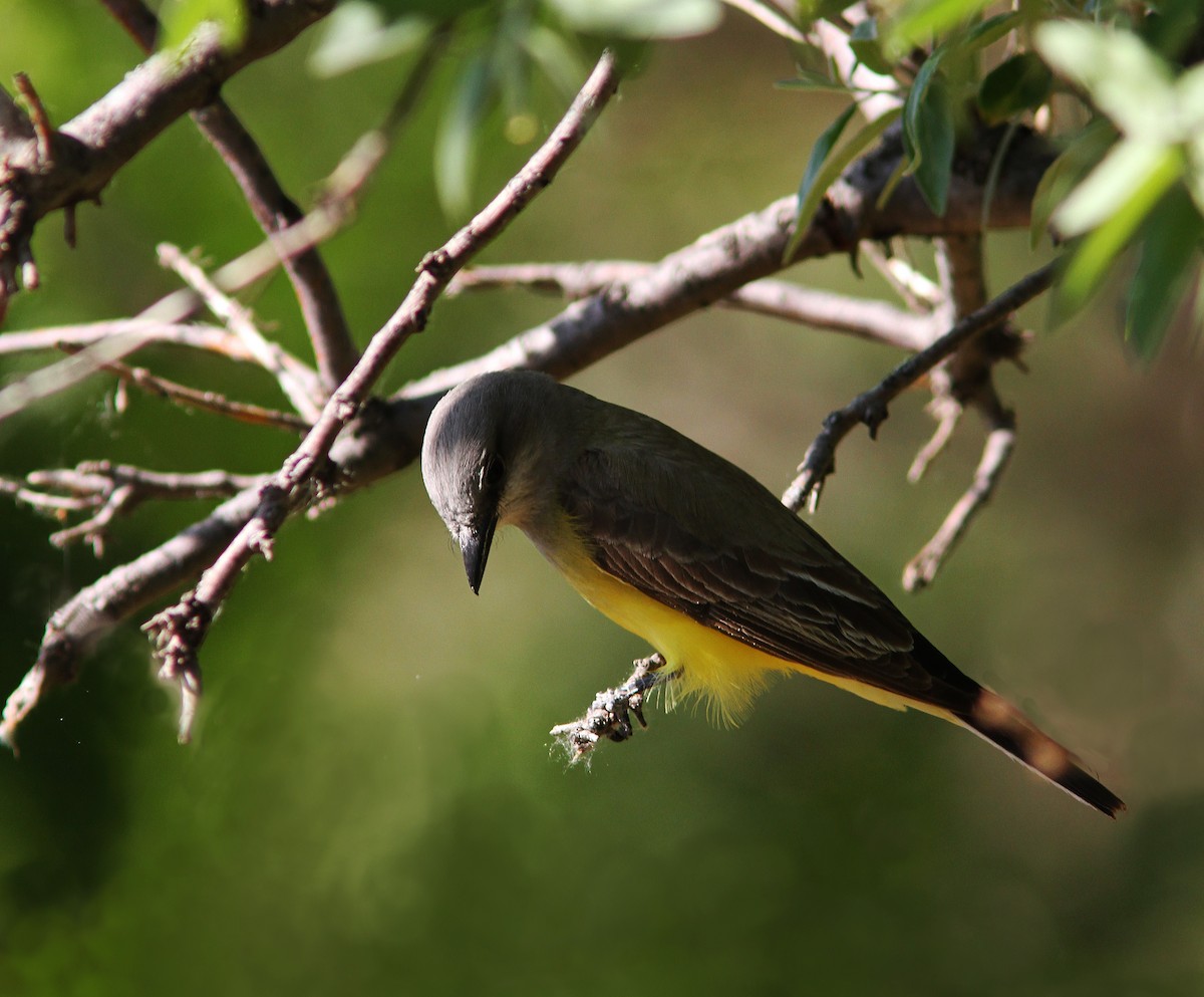 Western Kingbird - ML87571741