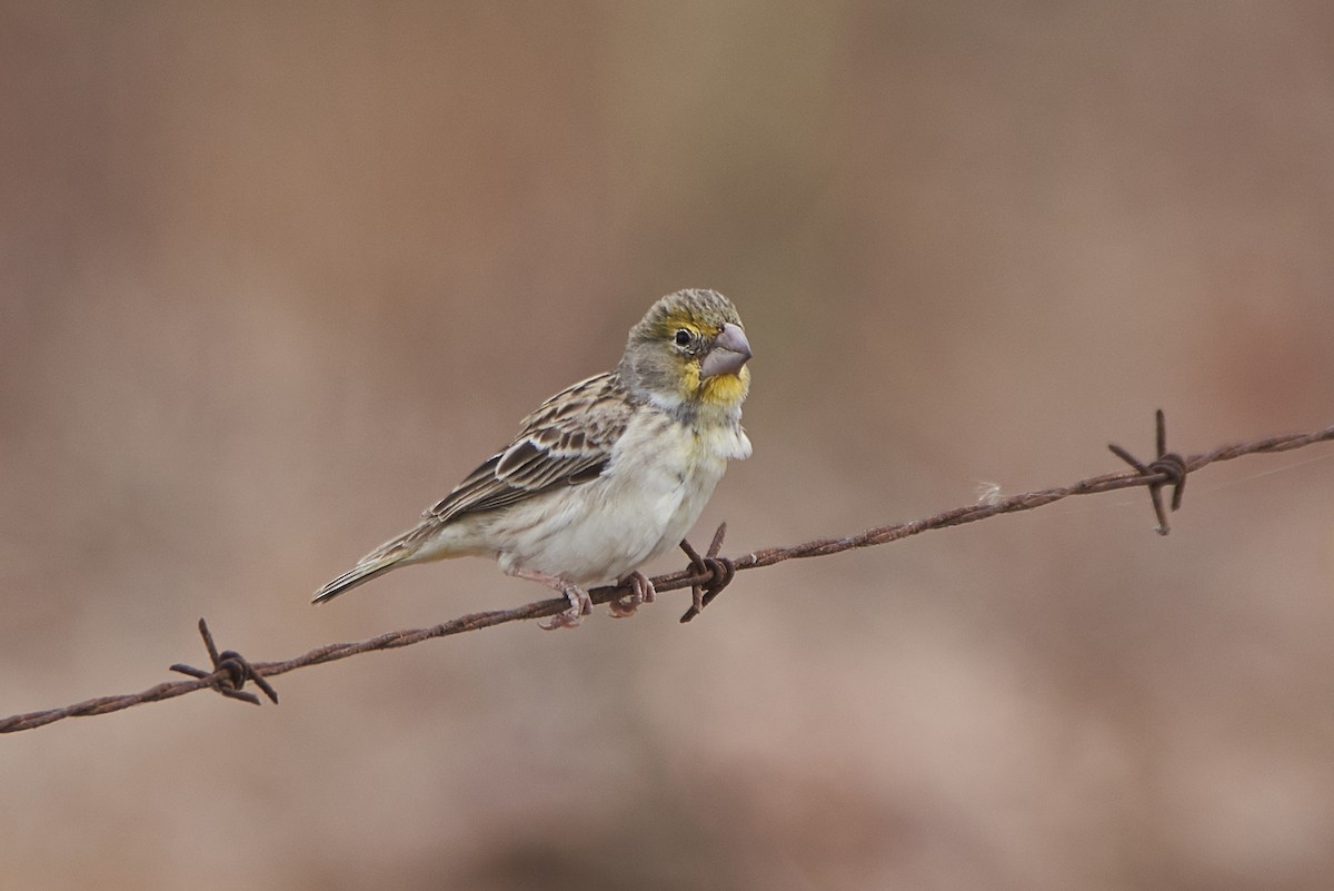 Sulphur-throated Finch - ML87573971