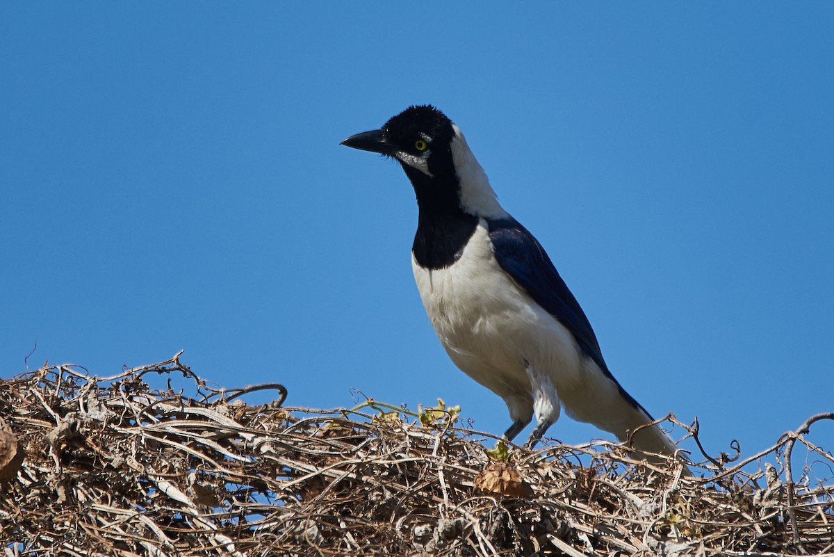 White-tailed Jay - ML87575081