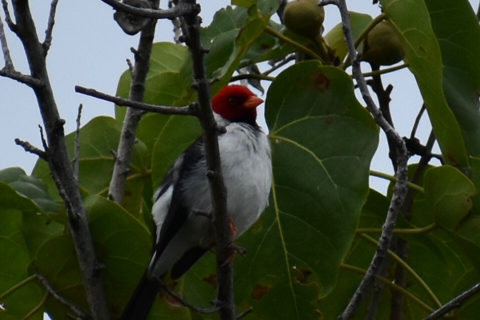 Yellow-billed Cardinal - ML87576201