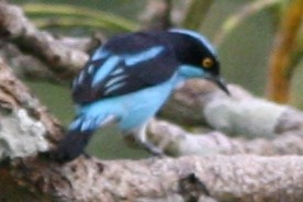 Dacnis à coiffe bleue - ML87576301