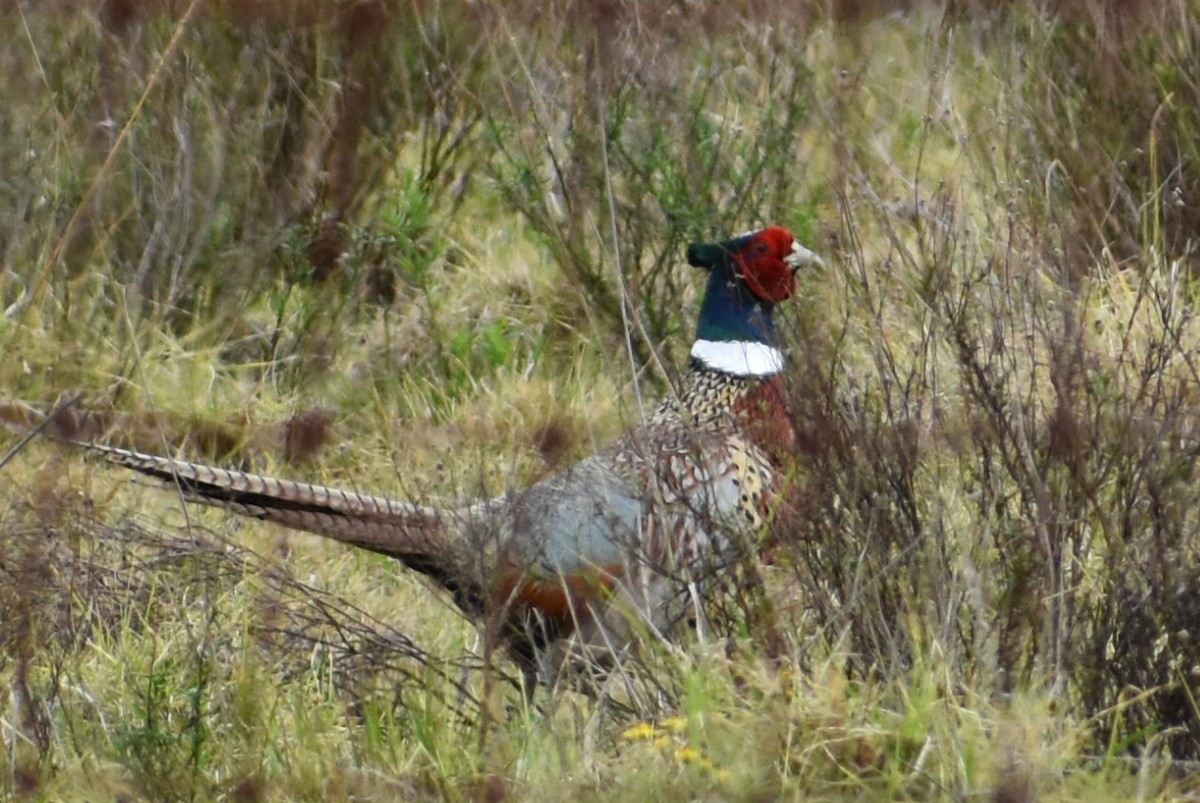 Ring-necked Pheasant - ML87576631