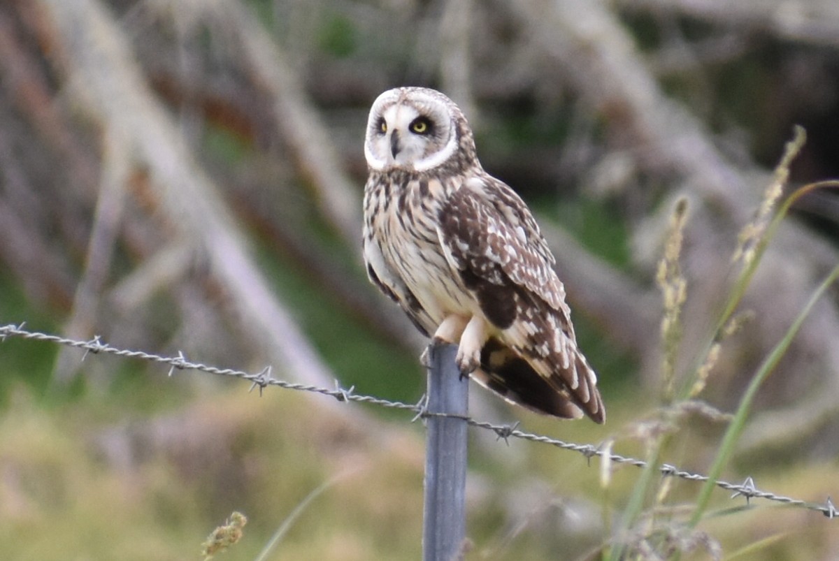Short-eared Owl (Hawaiian) - ML87576811