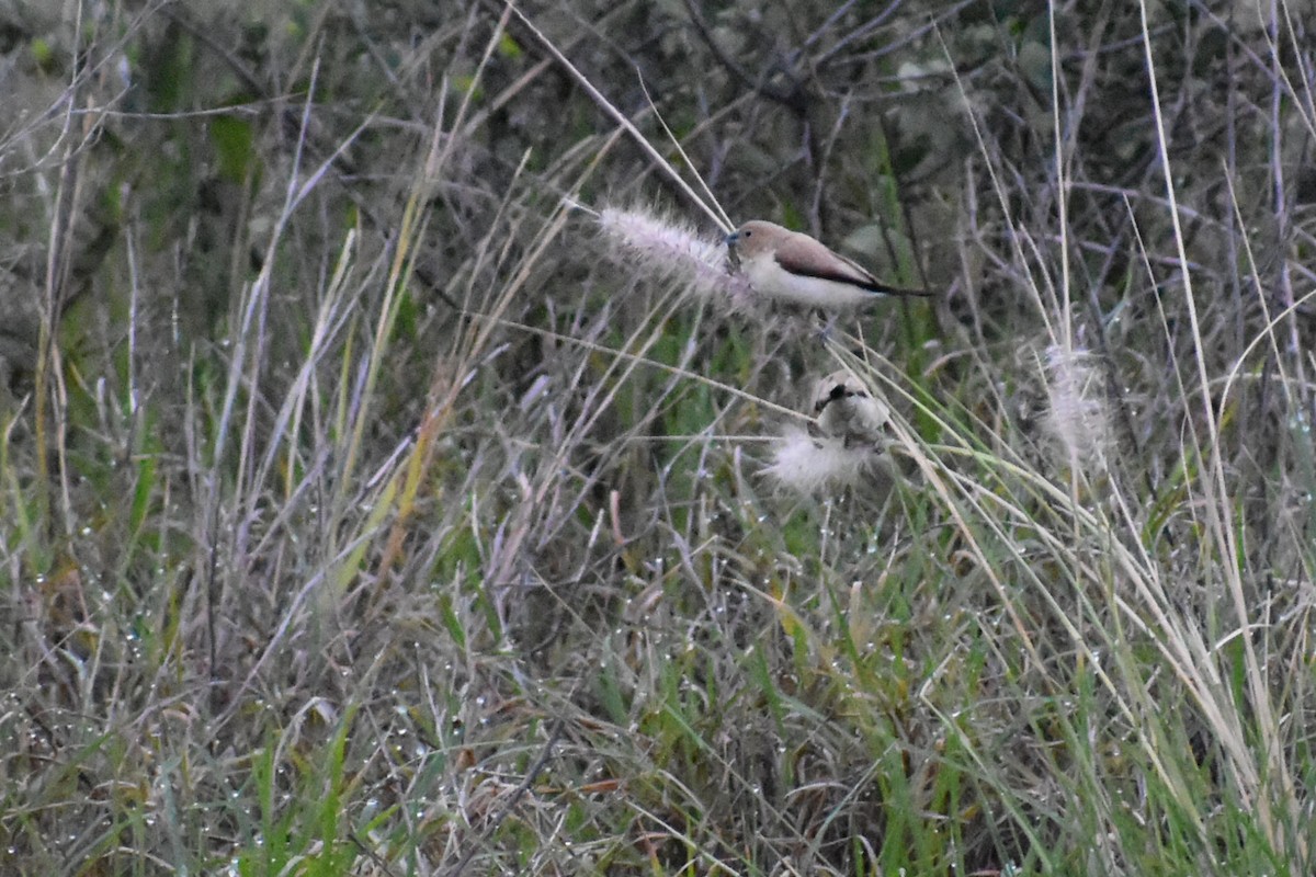 African Silverbill - ML87576881