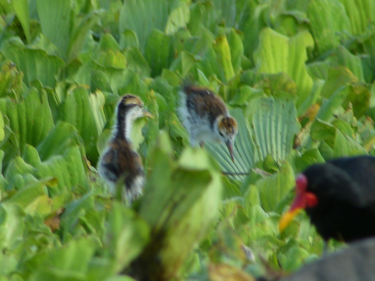 Wattled Jacana - ML87577501
