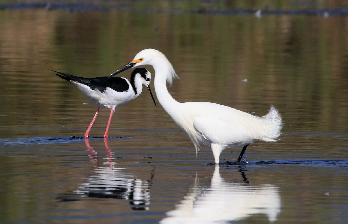 Black-necked Stilt - ML87578051