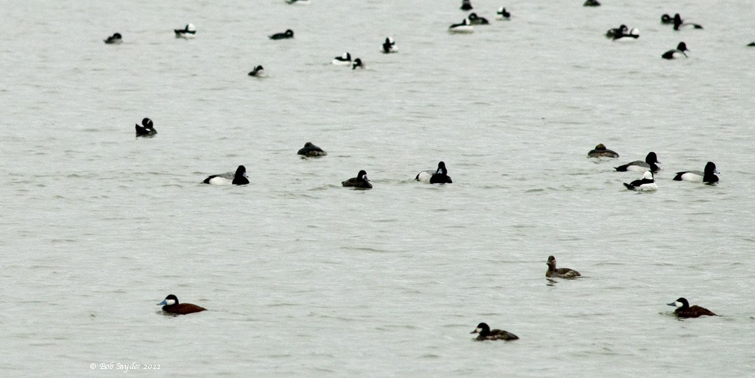 Ruddy Duck - ML87578491