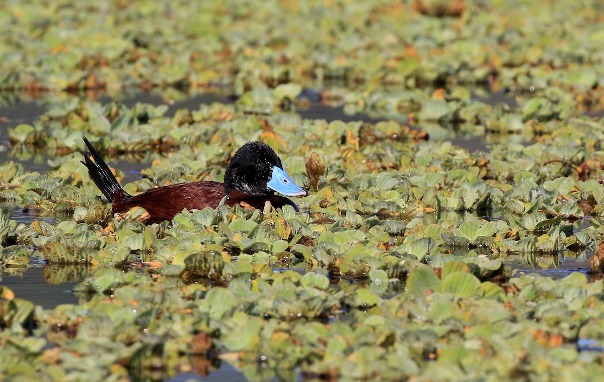 Andean Duck - ML87578501