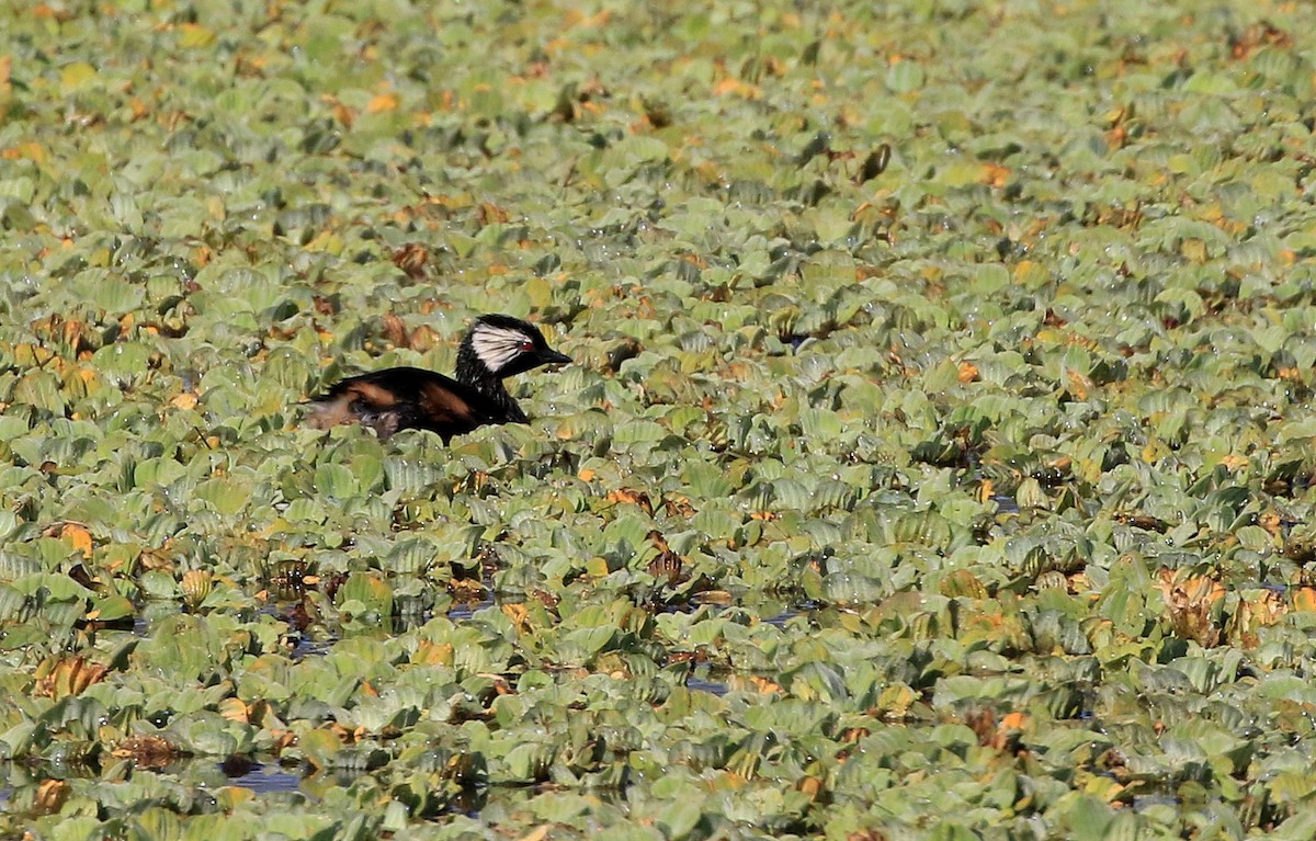 White-tufted Grebe - ML87578601