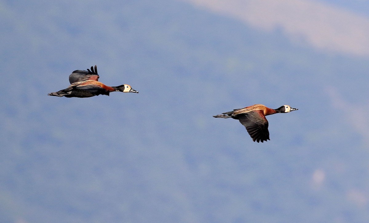 White-faced Whistling-Duck - ML87578631