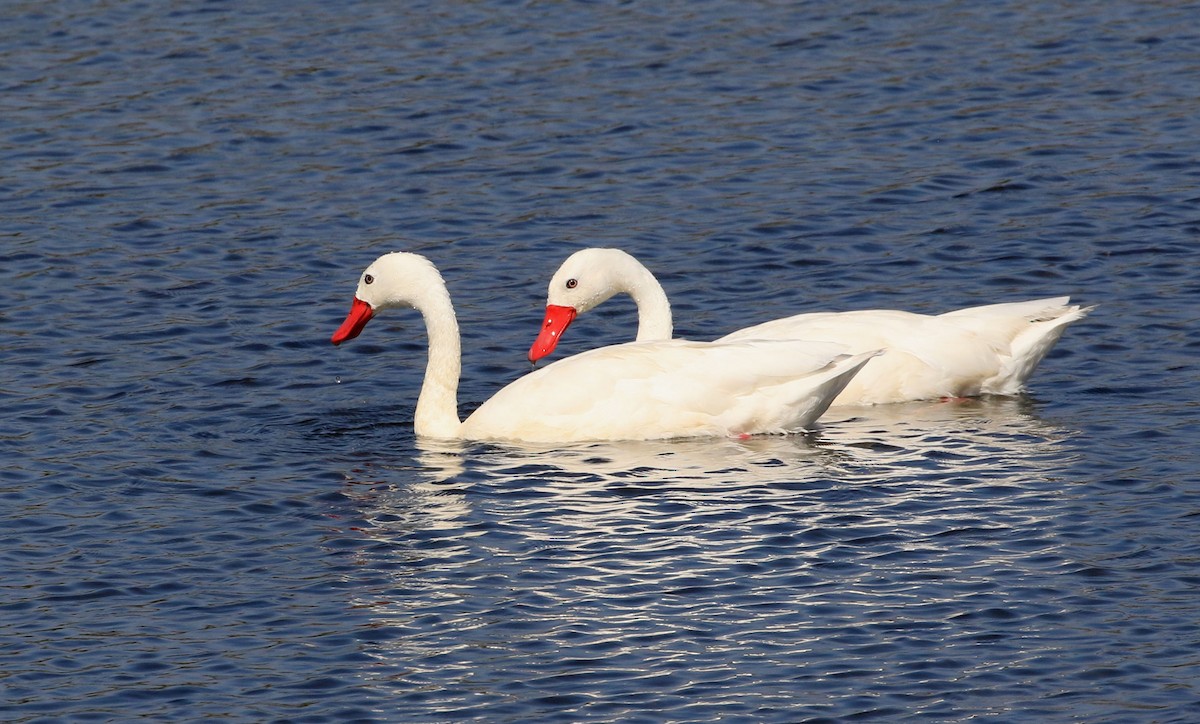 Coscoroba Swan - ML87578661