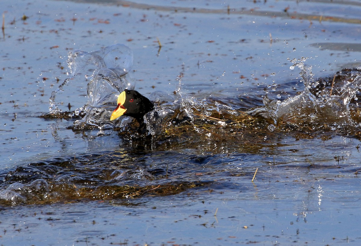 Gelbschnabel-Blässhuhn - ML87578911